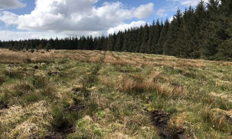 field with trees