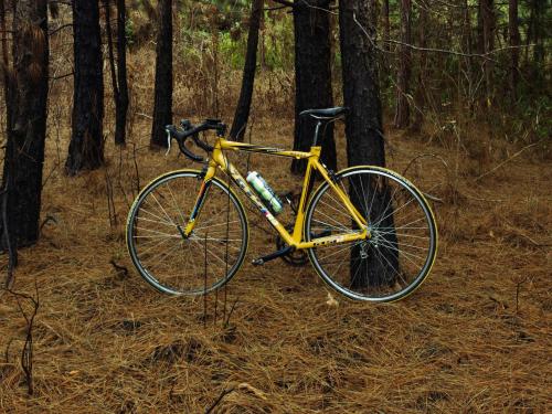 Bicycle in the woods